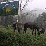 Fredssamhället i San José de Apartadó har försökt hålla sig utanför konflikten men har ändå utsatts för attacker. Efter ett års förhandlingar finns hopp om att regeringen och FARC ska sluta ett avtal om fred i hela landet.