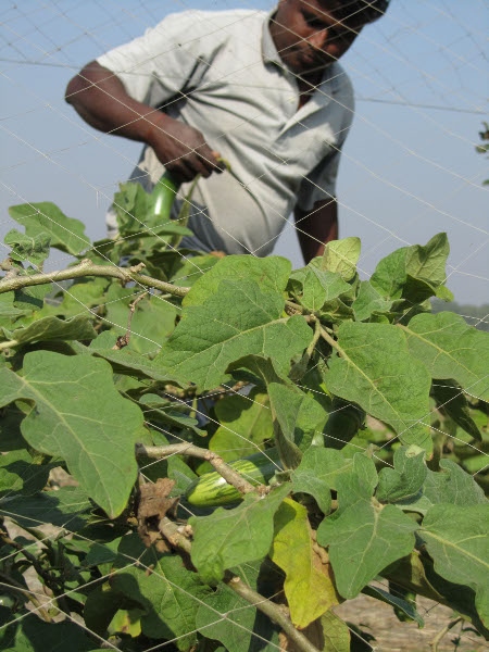 De jordlösa och deras organisationer arbetar just nu på att skaffa sig strategier mot klimatförändringarna, bland annat ekologiskt och lokalt producerad mat. På bilden visar Nayan, bonde i Khulna, sina ekologiska odlingar (ur "Ge oss jord").