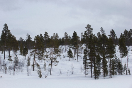 Här i norra delen av Finland kämpar samerna för sin kulturs överlevnad.