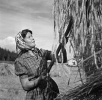 Sally Salminen i skördearbete i Sibbo år 1941.