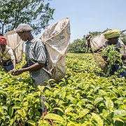 Teplantagen Satemwa sysselsätter cirka 1 700 personer som jobbar på tefälten.